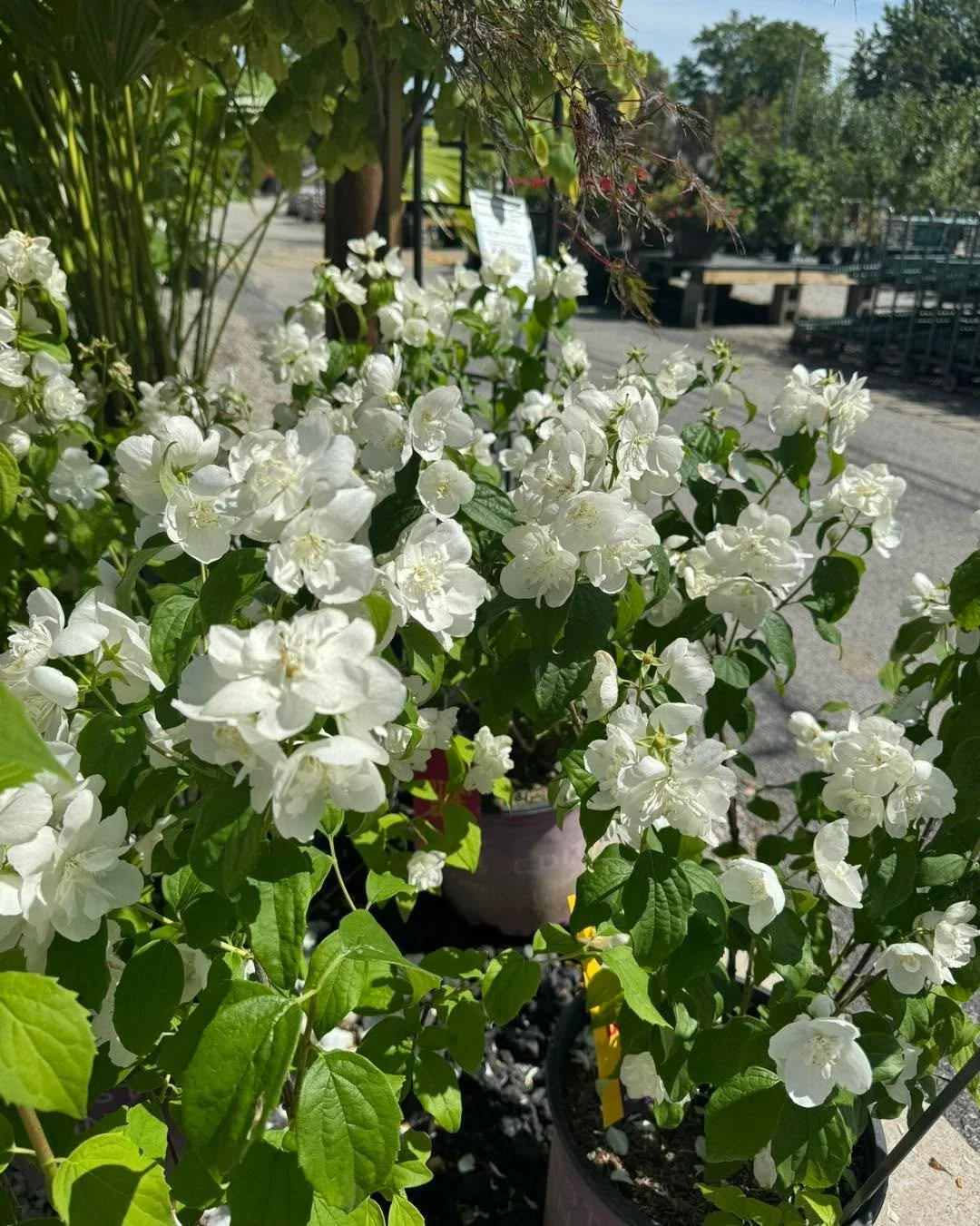 Bring the magic of fairy tales to your yard with the stunning &lsquo;Snow White Fantasy&rsquo; Mock Orange! 🍊 
This beautiful, arching shrub grows 4 to 6 feet tall and wide, making it the perfect choice for a lush privacy hedge or a standalone featu