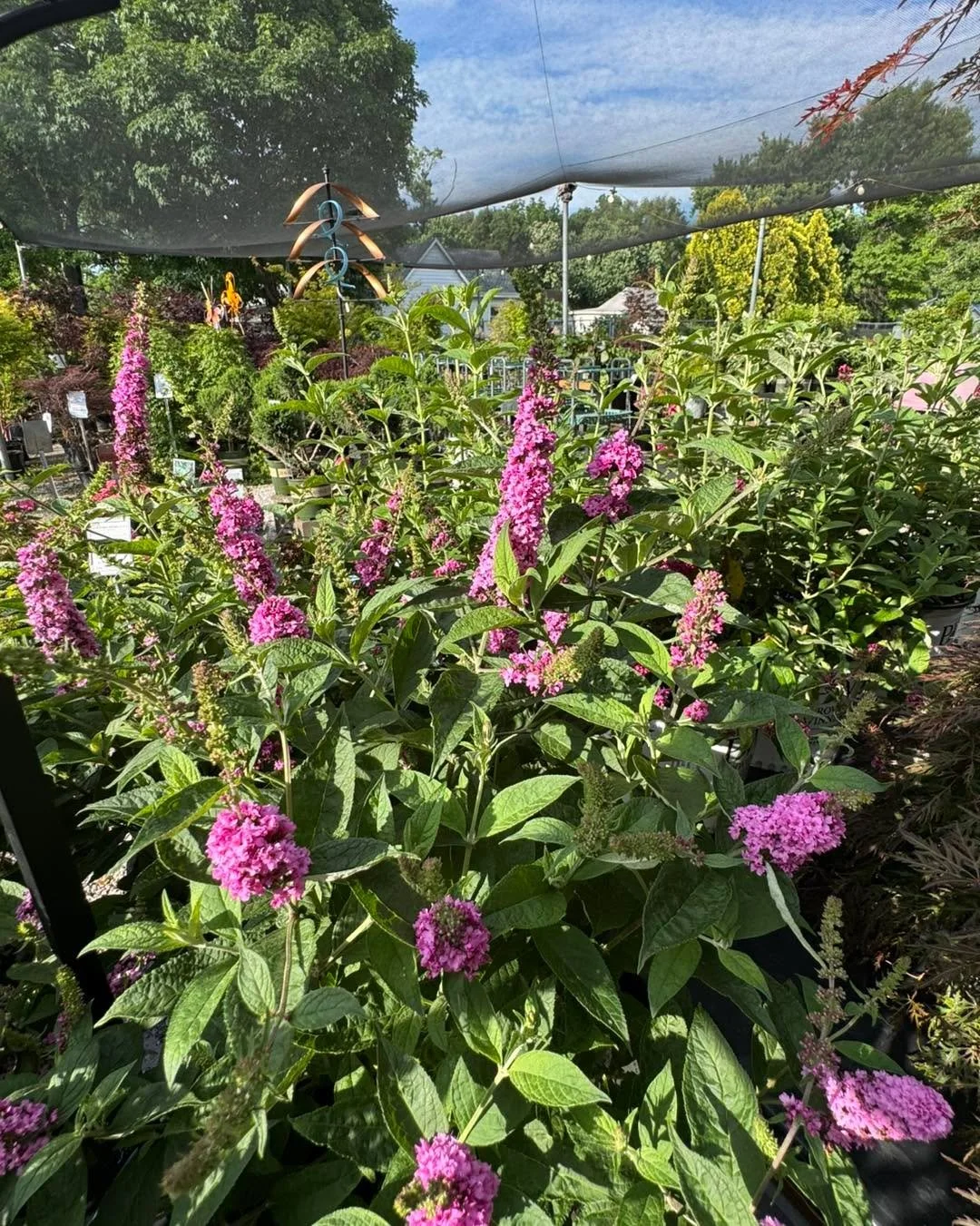 Summer is coming and that means the 🦋 bushes are in bloom!! 

Bring vibrant life to your yard with a beautiful Butterfly Bush (Buddleia davidii)! This vigorous, upright shrub grows 2 to 6 feet tall and is perfect for attracting hummingbirds, butterf