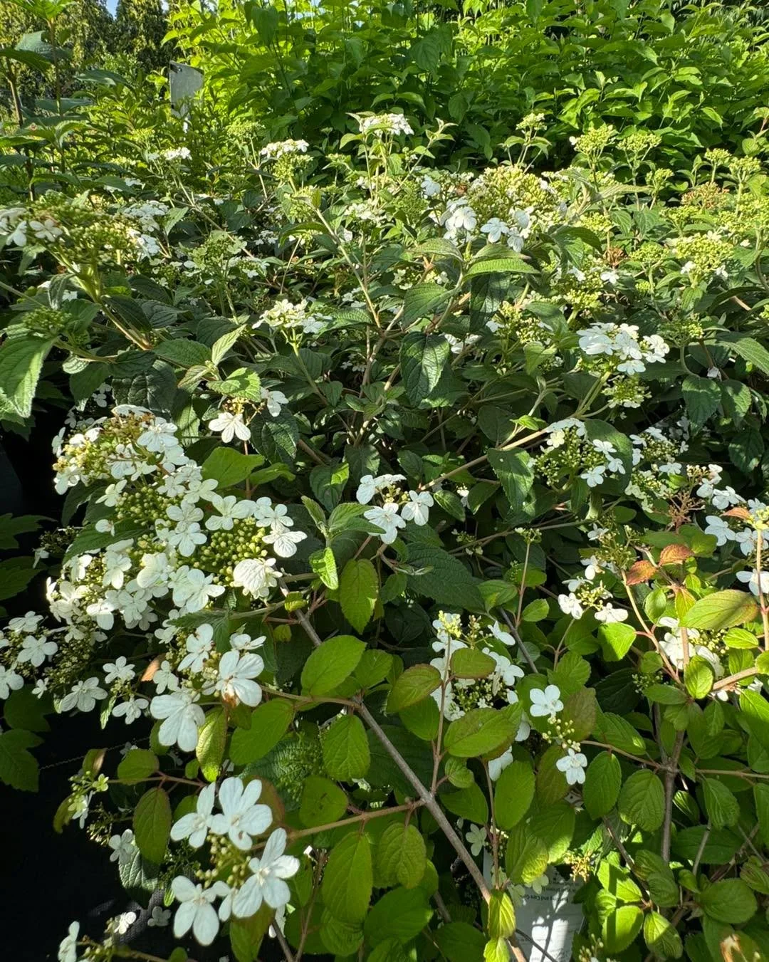 Looking to add stunning texture and year-round interest to your landscape? ❄️ 🌿🤍
Our 'Summer Snowflake' Viburnum features a unique horizontal branching habit that beautifully displays its snowy white blossoms starting this June. 
This dense, rounde