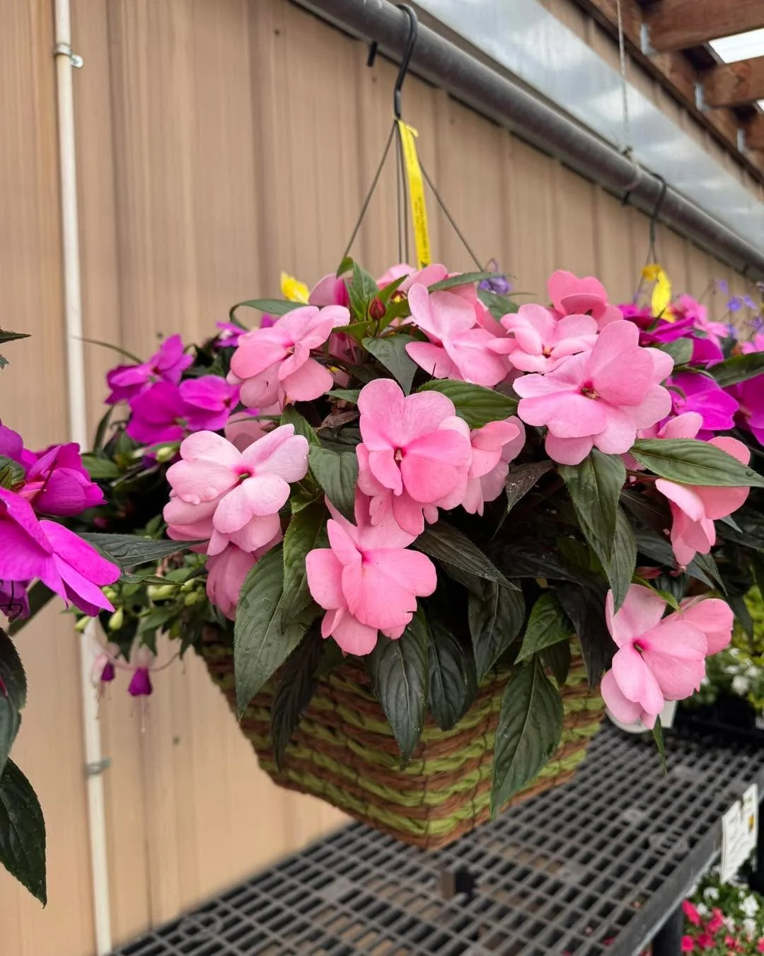 Summer is almost officially here and we&rsquo;re making room for fresh inventory! 
🚨Sale 🚨on wave petunias, blooming baskets, proven winner annuals and more is happening now! ⬇️ ⬇️