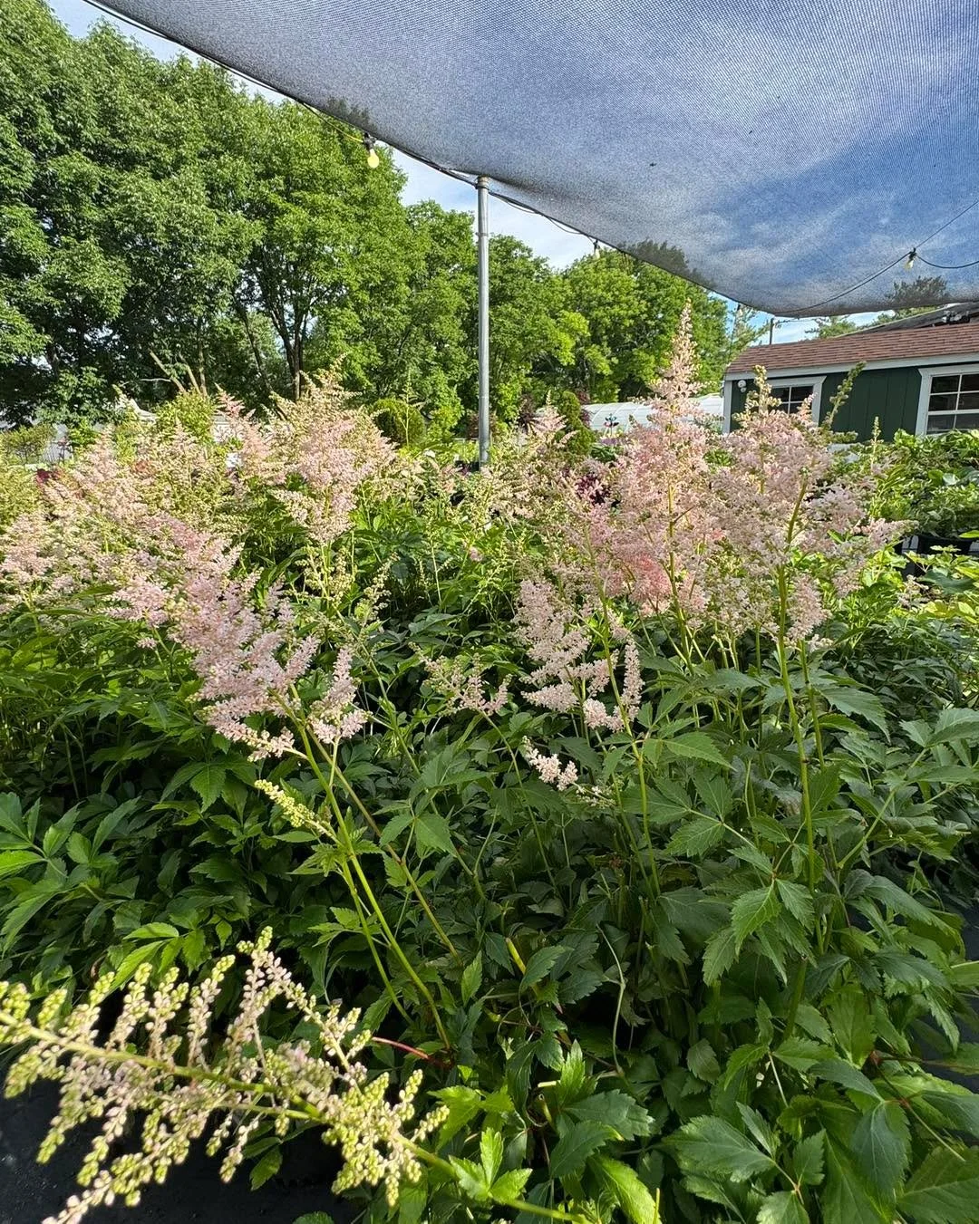 Brighten up your shaded garden beds with the stunning Rheinland Astilbe! 🩷🩷
This gorgeous perennial features tall, feathery plumes of vibrant pink flowers that sit perfectly atop lush, deep green foliage. 
It thrives in moist soil, making it an exc