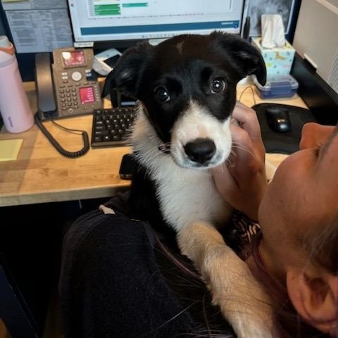 Who doesn't love an Oreo?! 🖤🤍⁠
⁠
⁠
⁠
#oreothepuppy #narrowsburgvet #narrowsburg #narrowsburgny #barryville #barryvilleny #bethelny #callicoon #callicoonny #callicooncenter #callicooncenterny #cochecton #cochectonny #eldred #eldredny #yulanny #horto
