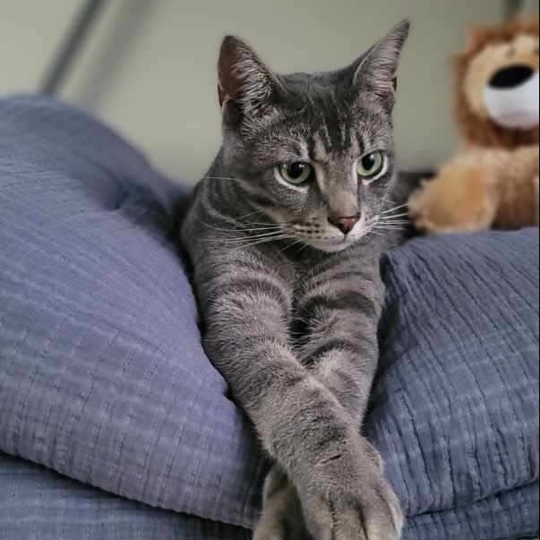 Kendrick 🩶⁠
⁠
⁠
⁠
#handsomekitty #narrowsburgvet #narrowsburg #narrowsburgny #barryville #barryvilleny #bethelny #callicoon #callicoonny #callicooncenter #callicooncenterny #cochecton #cochectonny #eldred #eldredny #yulanny #hortonvilleny #jefferson