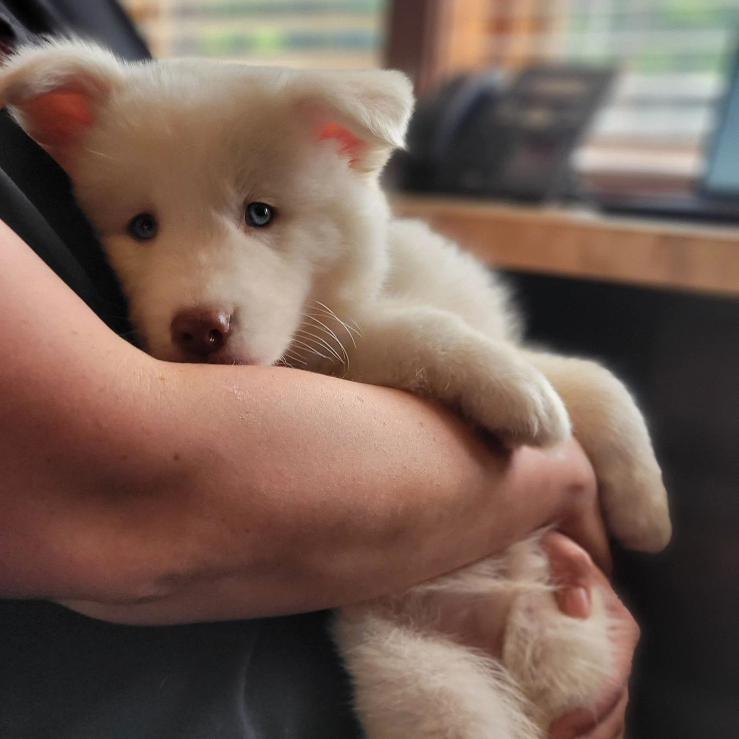 Cloud, you stole our hearts ☁️🩵⁠
⁠
⁠
⁠
⁠
#huskypuppy #cloud #narrowsburgvet #narrowsburg #narrowsburgny #barryville #barryvilleny #bethelny #callicoon #callicoonny #callicooncenter #callicooncenterny #cochecton #cochectonny #eldred #eldredny #yulann
