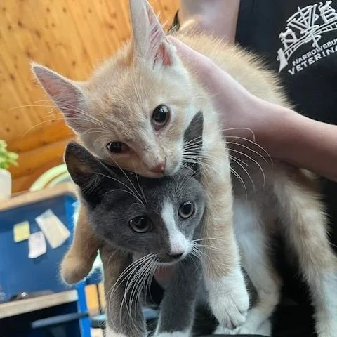 🏡🐈️ 🐈&zwj;⬛ These kittens are looking for a home! They come together as a pair and are about ten weeks old if anyone wants to adopt them.⁠
⁠
☎️ Please call the office if you or anyone is interested at 845.252.1550.⁠
⁠
⁠
⁠
#adopt2kittens #narrowsbu
