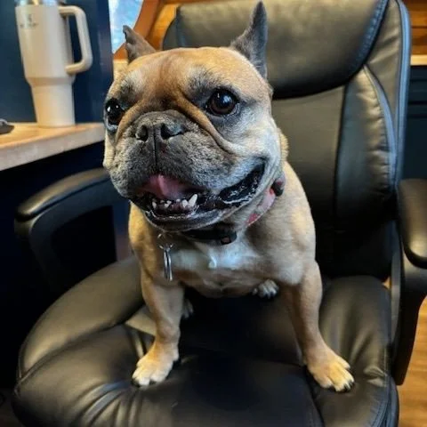 It's National Dog Day! 🐶🥳⁠
⁠
A few things you can do to celebrate...⁠
⁠
🦴 Donate food, toys, blankets, money to a shelter.⁠
🛁 Pamper your pup to a spa day!⁠
⏰️ Volunteer your time at a local shelter or dog rescue organization.⁠
🐕️ And of course 