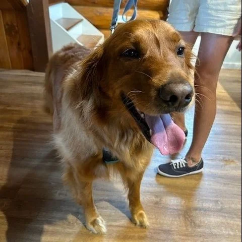 Just some of the cuties we get to see at NBV. 🏥🐶🤎🐱⁠
⁠
⁠
⁠
⁠
#adayinthelife #narrowsburgvet #narrowsburg #narrowsburgny #barryvilleny #bethelny #callicoon #callicooncenter #callicooncenterny #cochecton #cochectonny #eldred #eldredny #yulanny #jeff