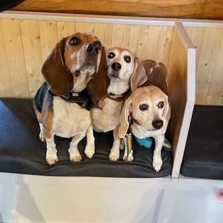 Guess who we belong to? 🐶🐶🐶⁠
⁠
(Hint: our parents own a business in Narrowsburg 😉)⁠
⁠
Yep! Mom &amp; Dad are Leslie and Damien Frey @lacigogneny 💛⁠
⁠
⁠
⁠
#beaglelove #lacigogneny #narrowsburgvet #narrowsburg #narrowsburgny #barryville #barryvill