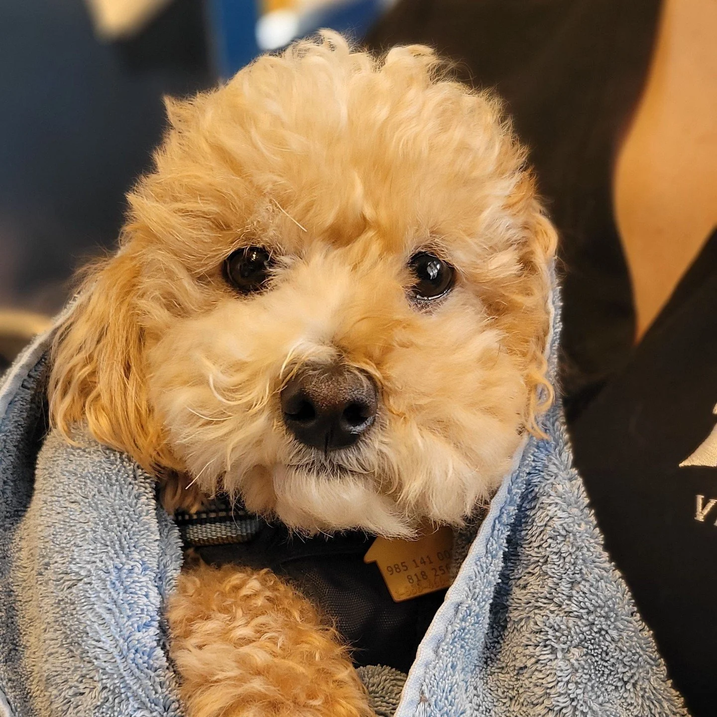 PUP-KINS! 🎃🐶⁠
⁠
⁠
⁠
#pupkins #narrowsburgvet #narrowsburg #narrowsburgny #barryville #barryvilleny #bethelny #callicoon #callicoonny #callicooncenter #callicooncenterny #cochecton #cochectonny #eldred #eldredny #yulanny #hortonvilleny #jeffersonvil