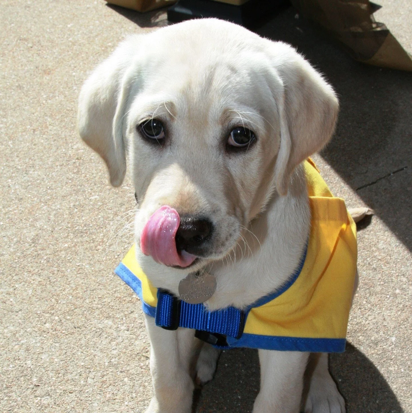 ⁠It's National Service Dog Month! 🦮⁠
⁠
Although it's the last day of September and September is National Service Dog Month, we are still going to celebrate and bring awareness. 🥳⁠
⁠
On a personal note, we have a very special client who worked with 