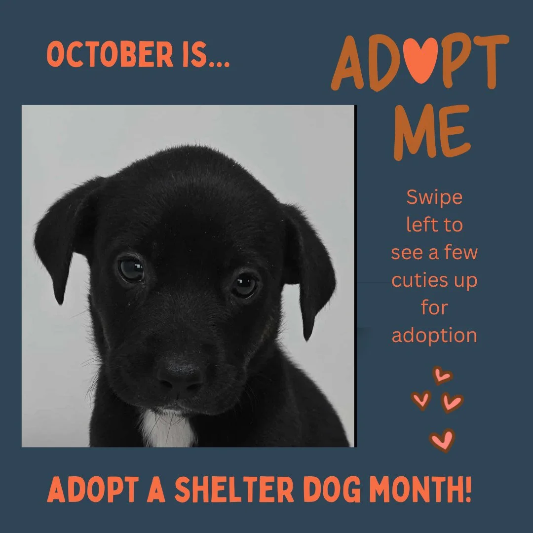 📣 October is ADOPT A SHELTER DOG MONTH, help us celebrate!⁠
⁠
🐶 We are featuring a few pups up for adoption at local shelters, so have fun swiping left!⁠
⁠
📸 #1 Caroline @scspca⁠
📸 #2 Barkley @scspca⁠
📸 #3 Freyja @dessinanimalshelter⁠
📸 #4 Rand