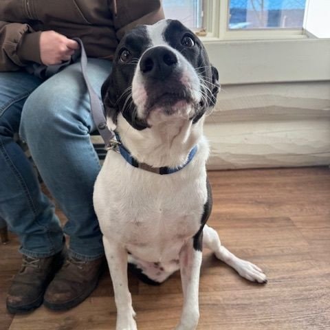 Why Wellness Visits Matter for Pets 🏥⁠
⁠
1. Preventive Veterinary Care ⁠
💉 Necessary Vaccines⁠
🦠 Parasite Prevention⁠
🩻 Screening Tests⁠
⁠
2. Early Disease Detection: such as kidney disease, diabetes &amp; arthritis 🩺⁠
⁠
3. Supporting Your Pet's