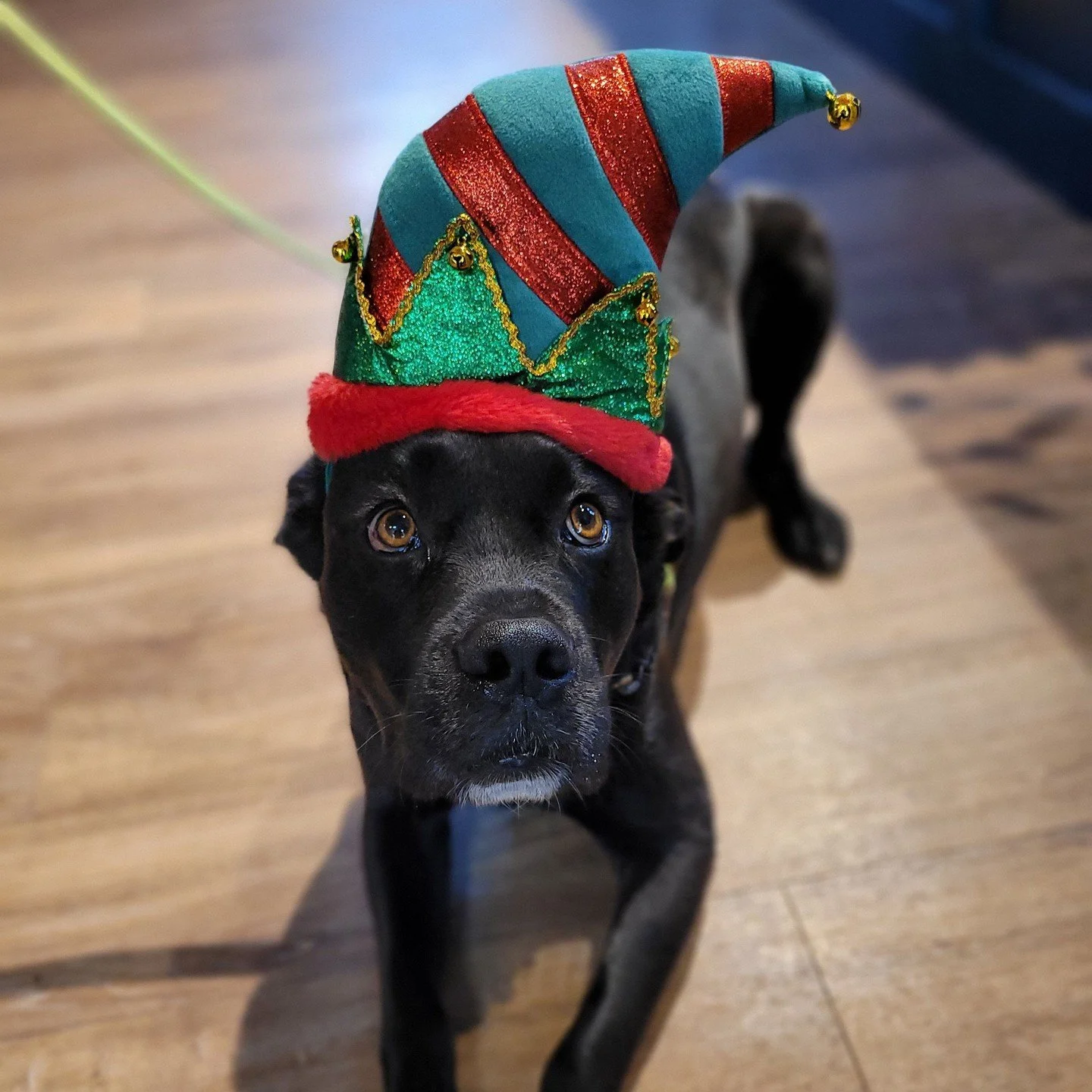 🎶 🐾 Paw - La La La La ⁠
 &amp; ⁠
🎄🎁 Merry Christmas ⁠
⁠
We just want to wish all of our clients, patients and wonderful community a happy &amp; healthy holiday season. Thank you for reminding us every day why we love what we do. ✨️⁠
⁠
&hearts;️⁠
