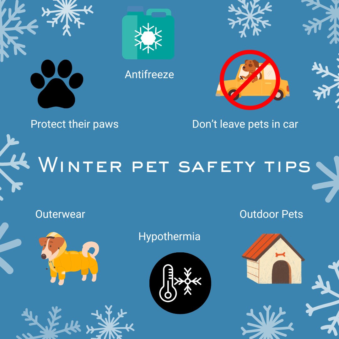 ❄️ 📣WINTER PET SAFETY TIPS 🐱🐶⁠
⁠
🧥 Outerwear: sweaters and jackets are perfect for cold, windy and rainy days, just make sure they aren't wet and they fit properly.⁠
⁠
🐾 Protect their paws: check their paws after a walk for ice or ice melt/salt 