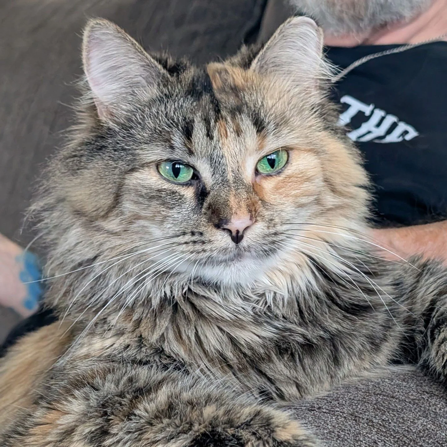 📣 PLEASE SHARE!⁠
⁠
🌙 Luna needs to be rehomed and we were wondering if you could help share this post &amp; spread the word.⁠
⁠
🐈️ Luna is a Maine Coon Cat with a long tortoise shell coat and she is approximately 3 years old. Luna is very affectio