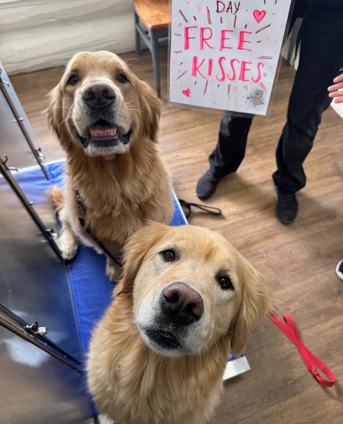 💓 Love was in the air at NBV for Valentine's Day 🐾