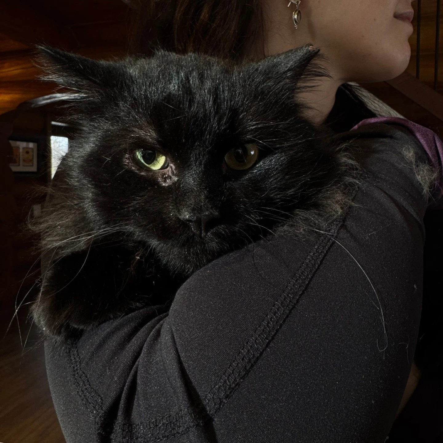 📣🐈&zwj;⬛ ADOPT MISTER! (And please share this post ♻️)⁠
⁠
He's a black domestic longhair with a white belly. Kind of shy at first, but very sweet and makes the cutest little squeaks when he wants pets.  Approximately 2-3 years old, FIV+ and has a h