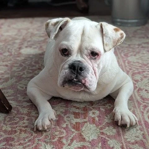 🐱🐶 IT'S NATIONAL LOVE YOUR PET DAY!⁠
⁠
In honor of this special day, we have the pets of Tusten Social @tusten_social helping us celebrate. 🎊⁠
⁠
🩵 Tusten Social is a non-profit organization that builds strong community through connection &amp; co