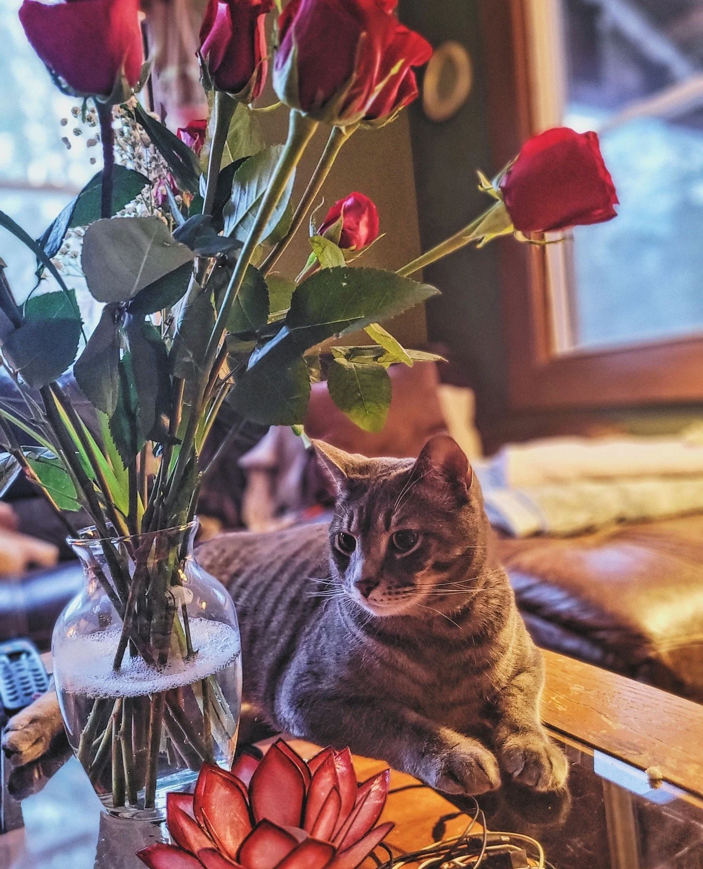 Kenny is wishing everyone a Happy Valentine's Day 💌🌹⁠
⁠
📸 Please share your Valentine pics with us on FB or message us on Instagram and we'll post them on our stories all day long. 🐱🐶⁠
⁠
⁠
⁠
#happyvalentinesday #ichewsyou #pugsandkisses #narrows