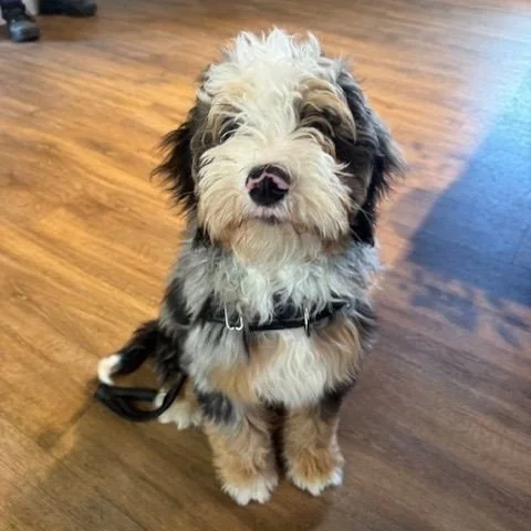 It's National Puppy Day! 🐶⁠
⁠
Who better to help us celebrate in Narrowsburg than River! 🌊 ⁠
⁠
River is an 18 week old Bernedoodle and is just as sweet as he is cute. 🤎⁠
⁠
🥳 Here are a few ways to celebrate today:⁠
⁠
💝🐾 Adopt or foster a puppy⁠
