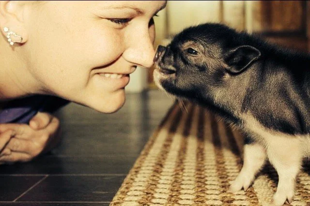 🦜🦎 From feathers to scales and everything in between - we got you covered! 🦆🐹⁠
⁠
🩺 Finding a vet for your "unconventional" family member shouldn't be a challenge. Whether it's a wellness check for your bearded dragon or specialized car