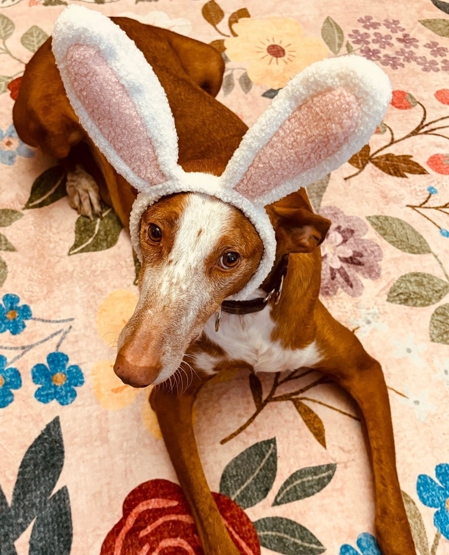 Happy Easter 🐣🐰🪺⁠
⁠
📸 Dr. Kula's dogs 🐶⁠
📸 Emma, Kaila and Kaitlyn (and mini Kaila) having an Easter egg hunt 🥚⁠
📸 Dr. Kula's beautiful new baby 🍼⁠
⁠
⁠
#happyeaster #narrowsburgvet