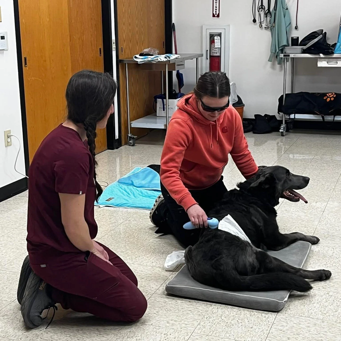 April is National K9 Fitness Month! 🐕️💪 ⁠
⁠
Local Laura Raba @running_wild_k9 from 🏃&zwj;♀️Running Wild Physical Therapy and Conditioning 🐕&zwj;🦺 is here to give us a few tips:⁠
⁠
📋️ Early intervention with physical therapy often means less pai