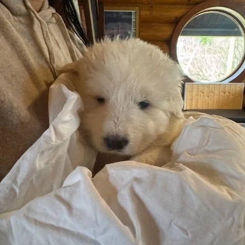 🐈️🐕️ It's National Pet Day 🦎🐹⁠
⁠
We're doing a GIVE AWAY with @refaire_luxury for one of their gorgeous and adorable upcycled puppy bag charms! ♻️🐶👜⁠
⁠
📸🏆️⁠ All you have to do is send in a pic of your adorable pet for a chance to win. ⁠
⁠
📲 