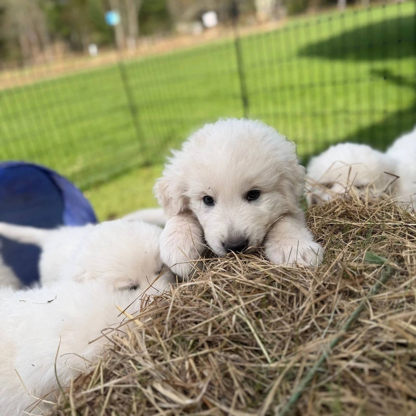 🐶🤍 Purebred Maremma pups are available to go to new homes starting May 18. The parents of these lovelies are fully registered with the Maremma Sheepdog Club of America. They've had PennHip and OFA testing and full Wisdom Panel genetic testing to co