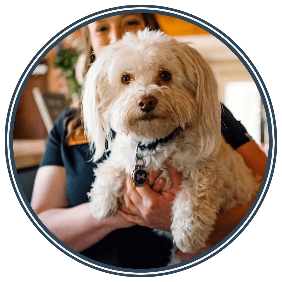 Meet Your Local New York Animal Doctor Narrowsburg Veterinary