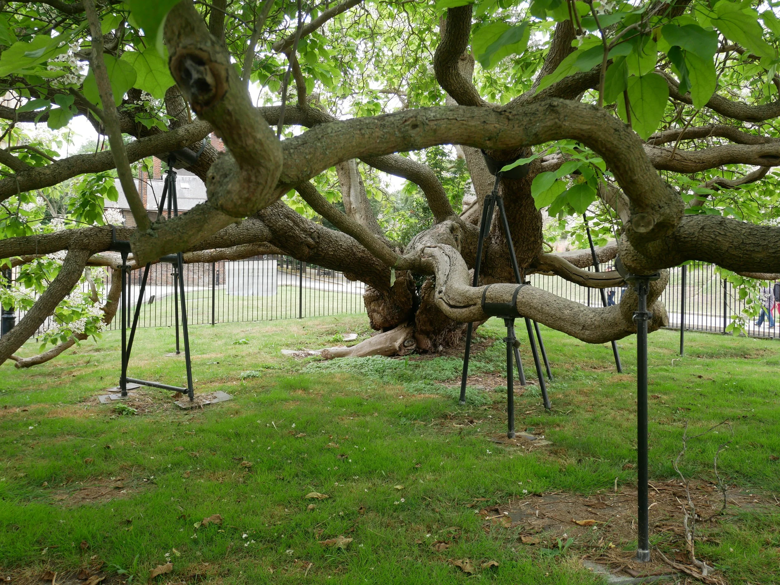 June Programming - Tree Walk