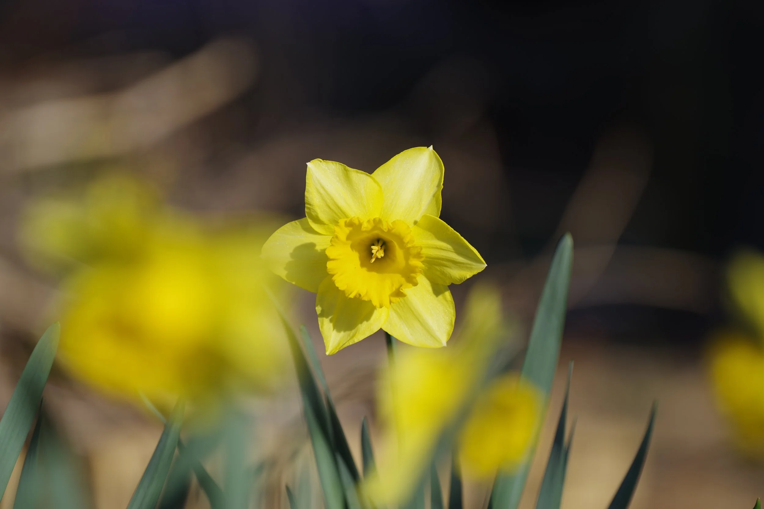 Gloucester Daffodil Festival 