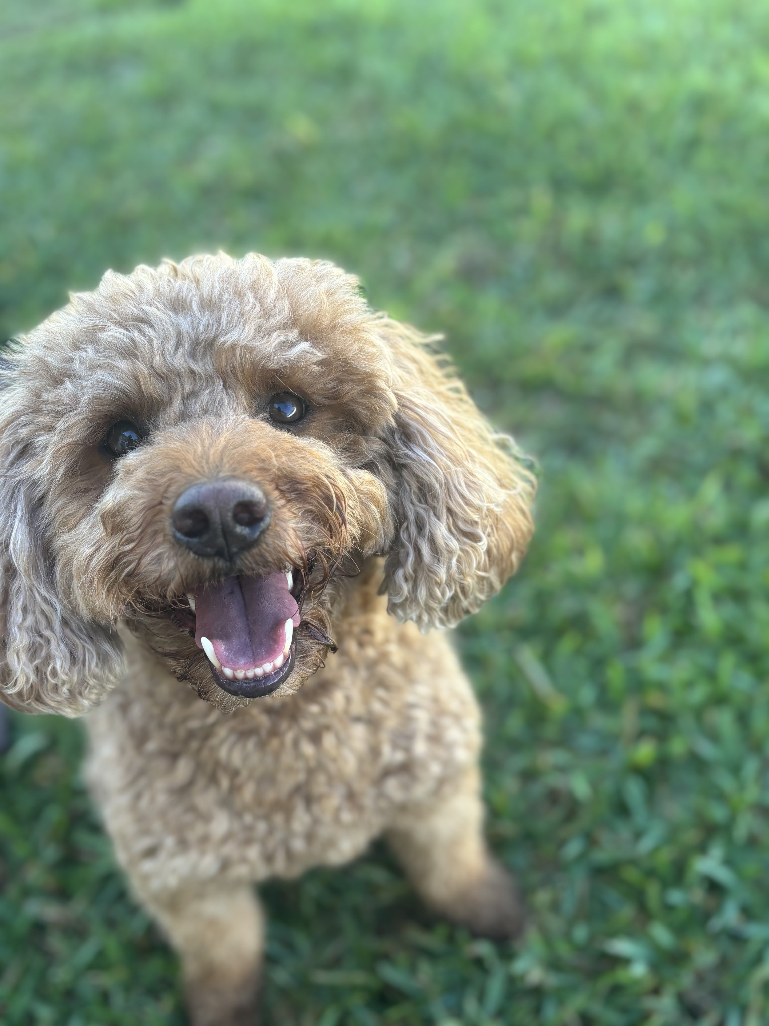 A happy, fluffy brown curly-haired dog with brown eyes standing on green grass, looking up at the camera with its mouth open and tongue out.