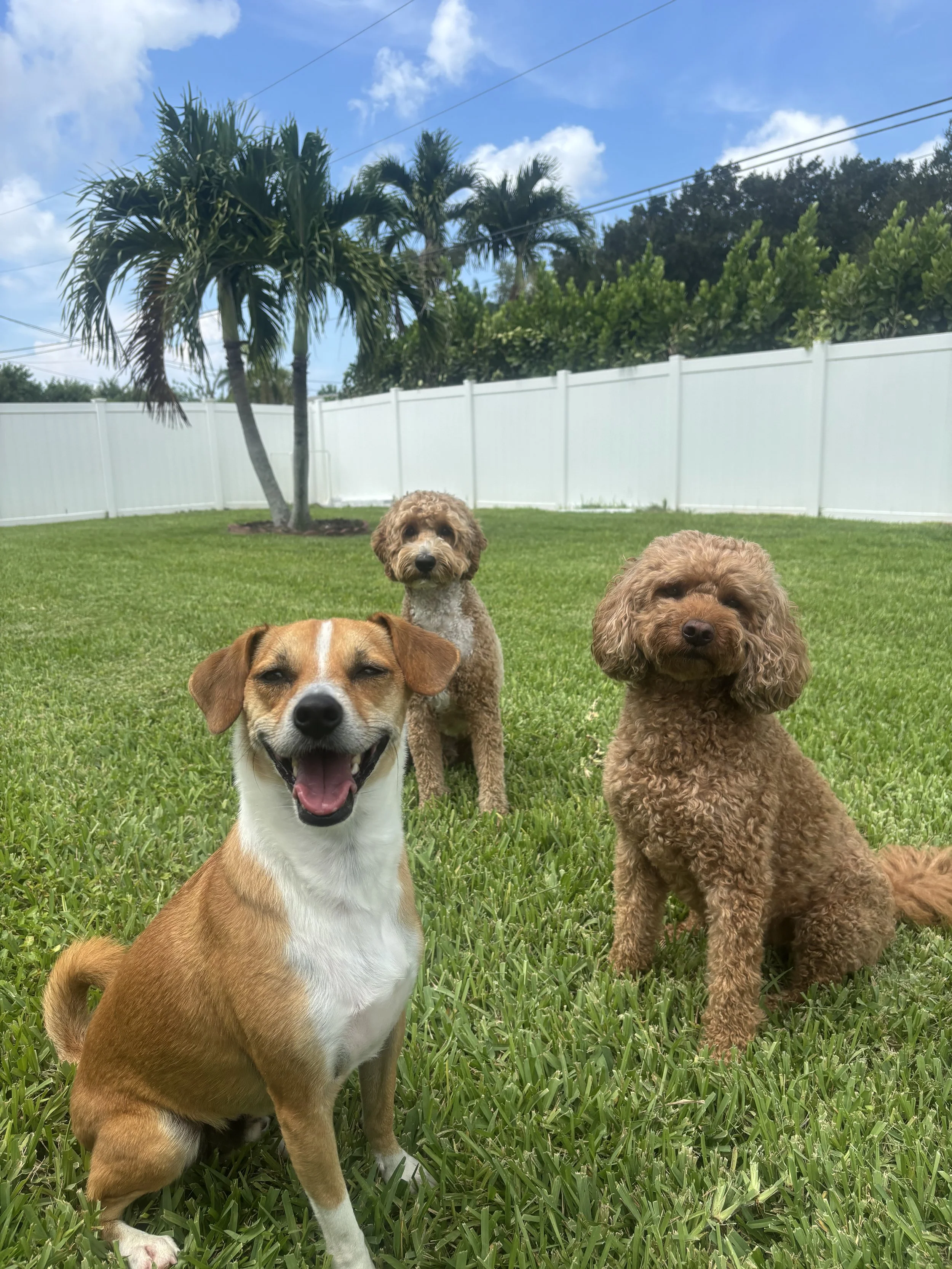 Four dogs of different breeds sitting on a green lawn in a backyard with a white fence, trees, and a blue sky with clouds at Lovely Lily's Dog Care in Cape Coral, FL