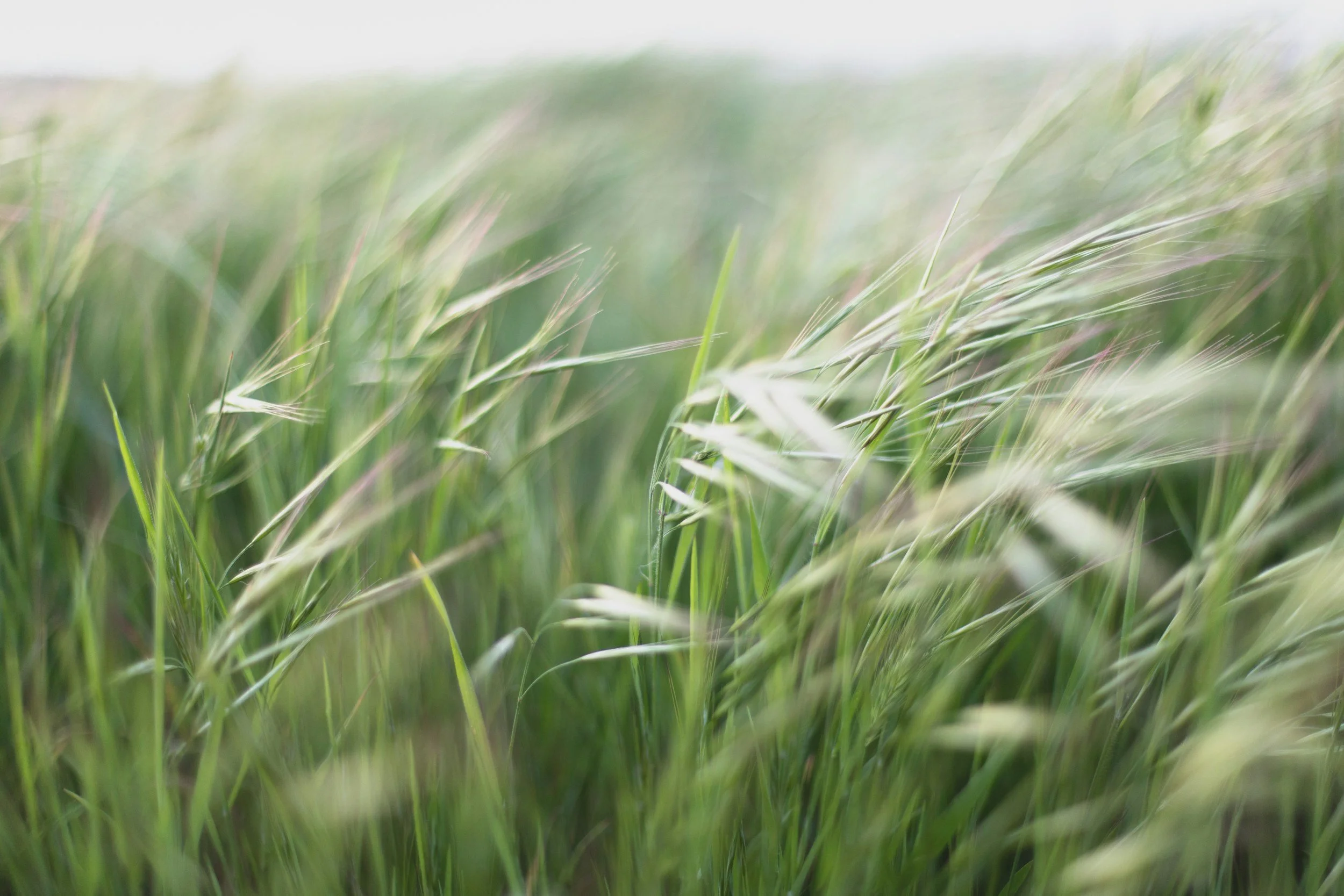 Close-up of tall green grass blades in a blurred natural setting.