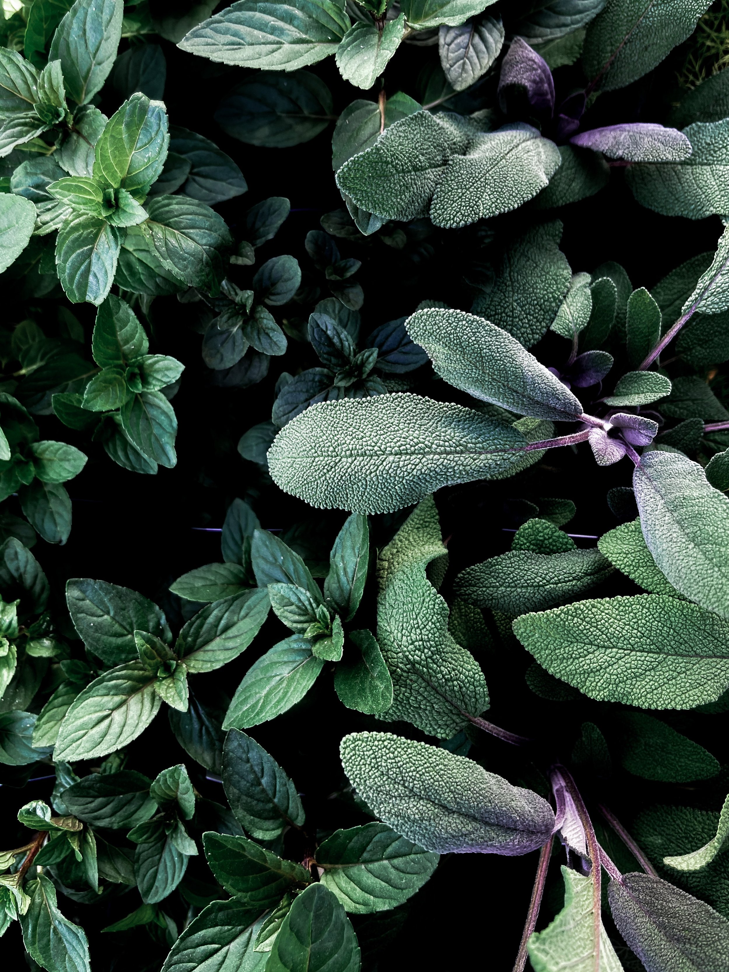 5 Strategies for Effectively Eradicating Candida
