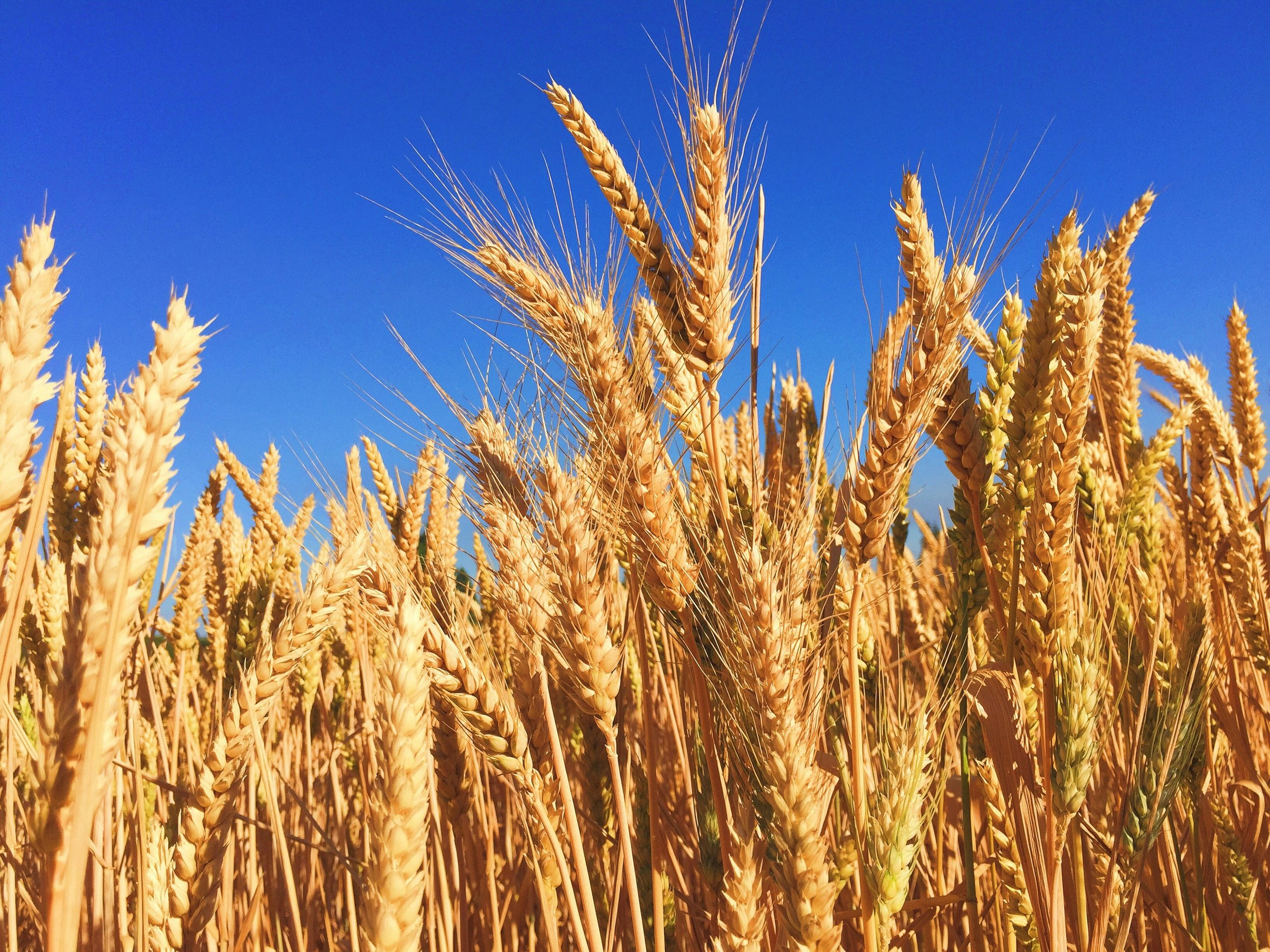 Symptoms of Gluten Sensitivity + Tips for Going Gluten-Free