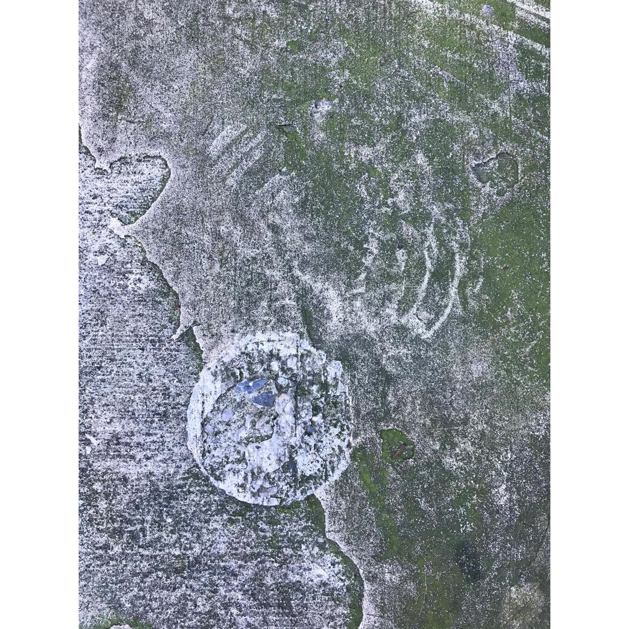 "Algae Study 69: Where it all began..." by Susan Jacobs