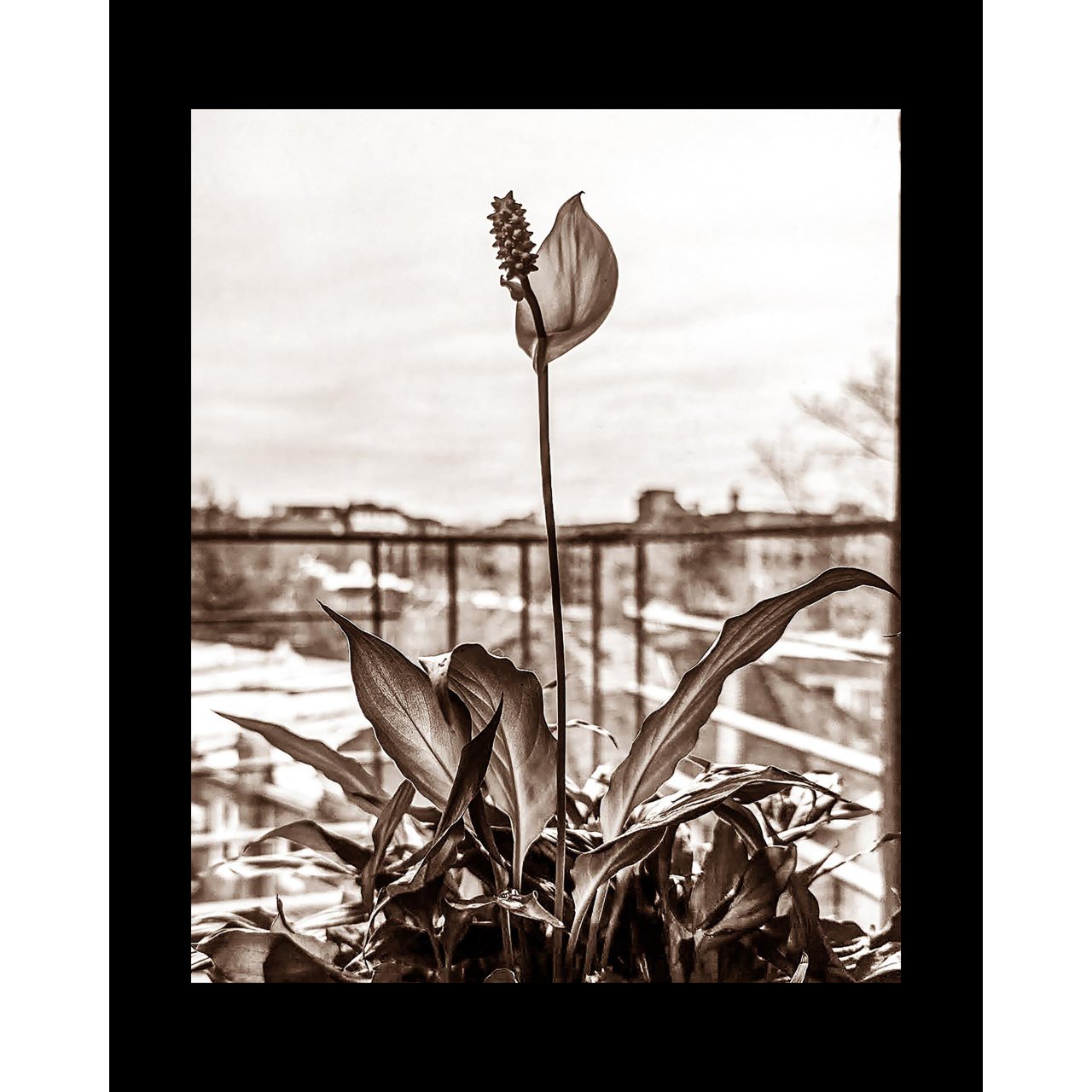 "Peace Lily" by Garfield Harry