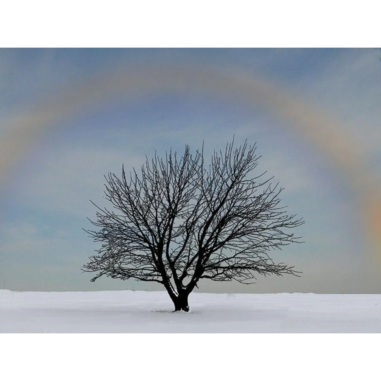 "Tree of the Covenant" by Jessica Schulman