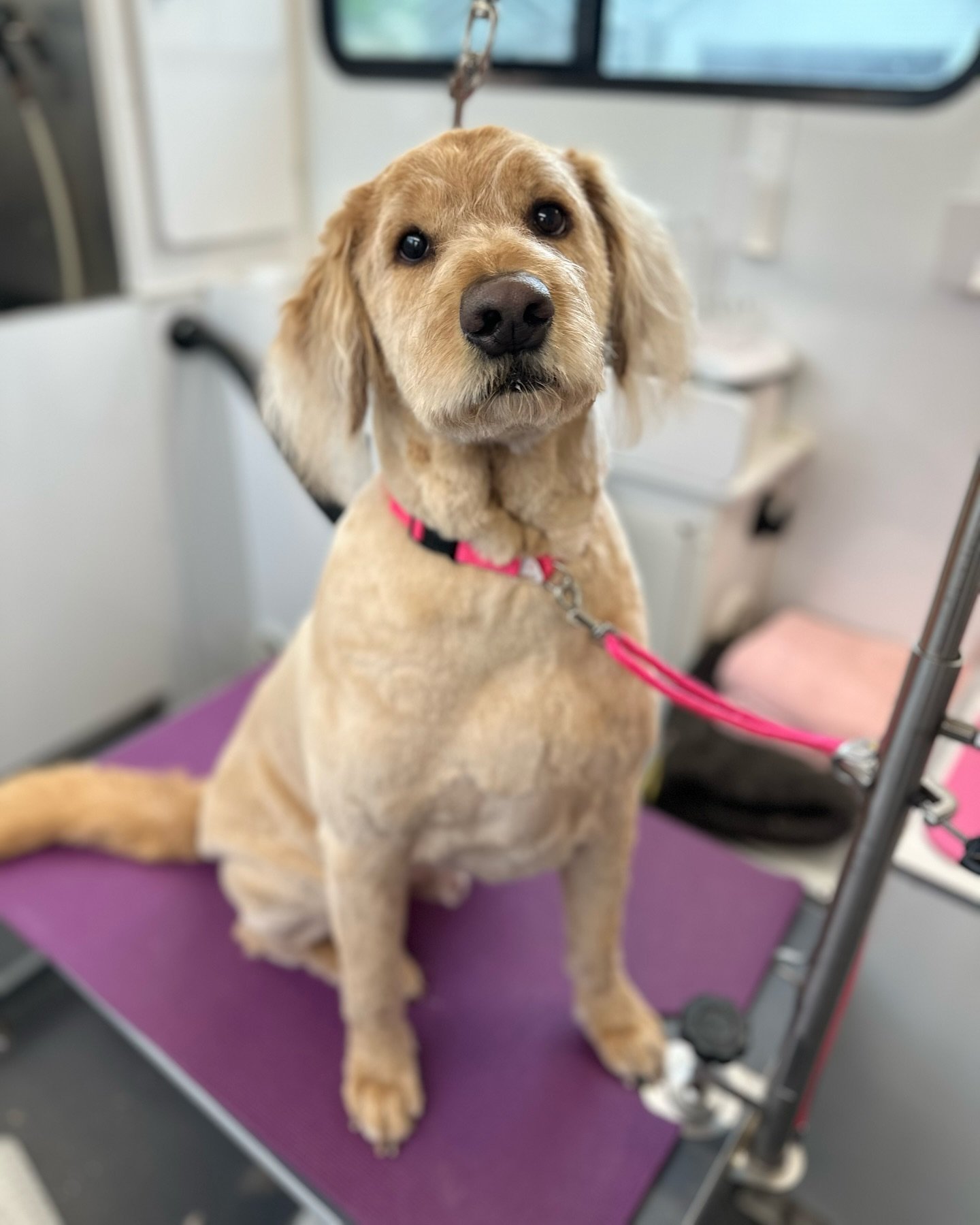 Sampson is all ready for the summer!! He is always such a good boy! ☀️🌈❤️