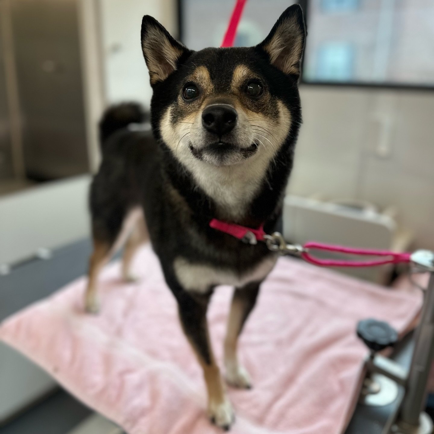 Tanuki was such a sweetheart for his first appointment with me! 🥰🌈🩷