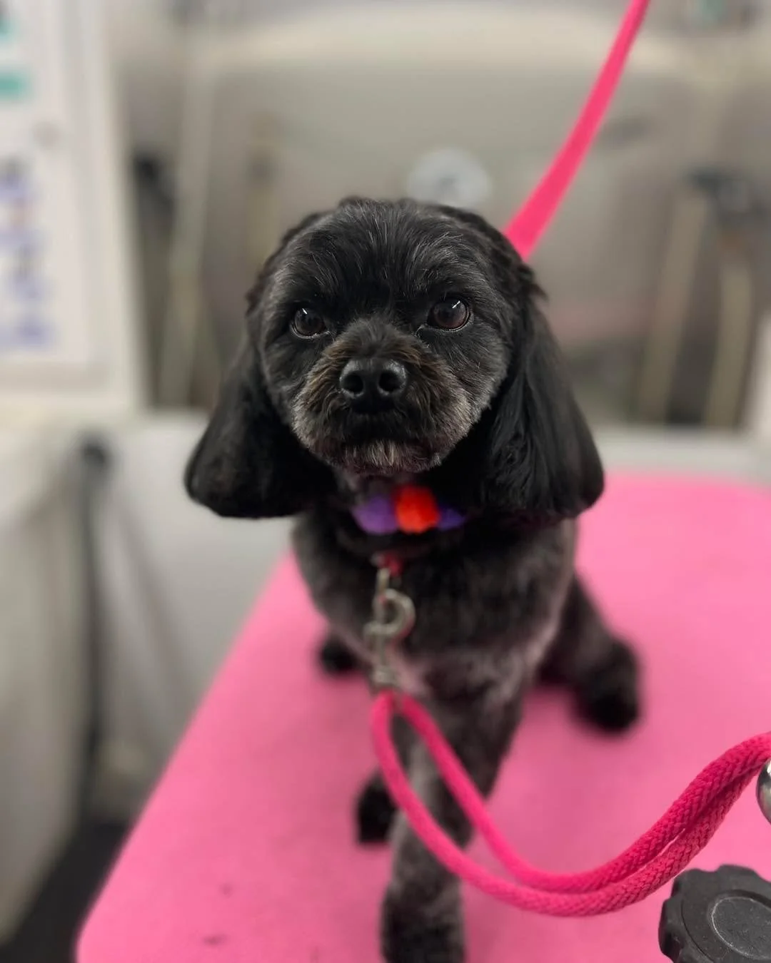 Spooky Season wrap up part 2 🩷👻🥰