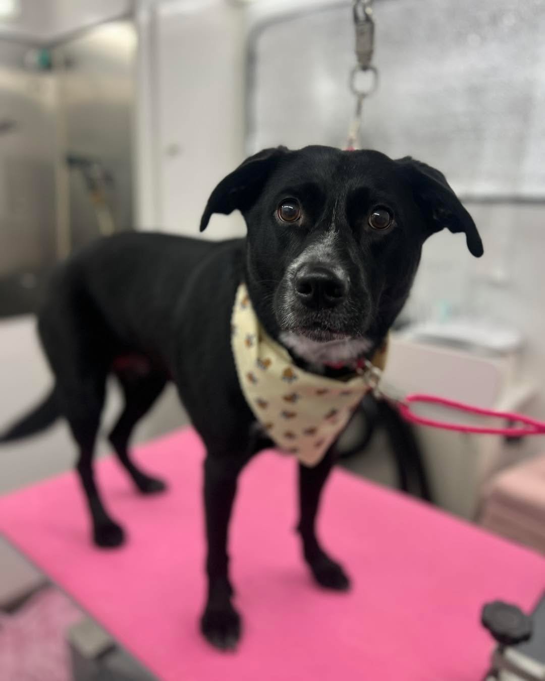 Mya, Bandit, and Lucy were all little angels for their first bath appointment with me today 🐶💕🐾