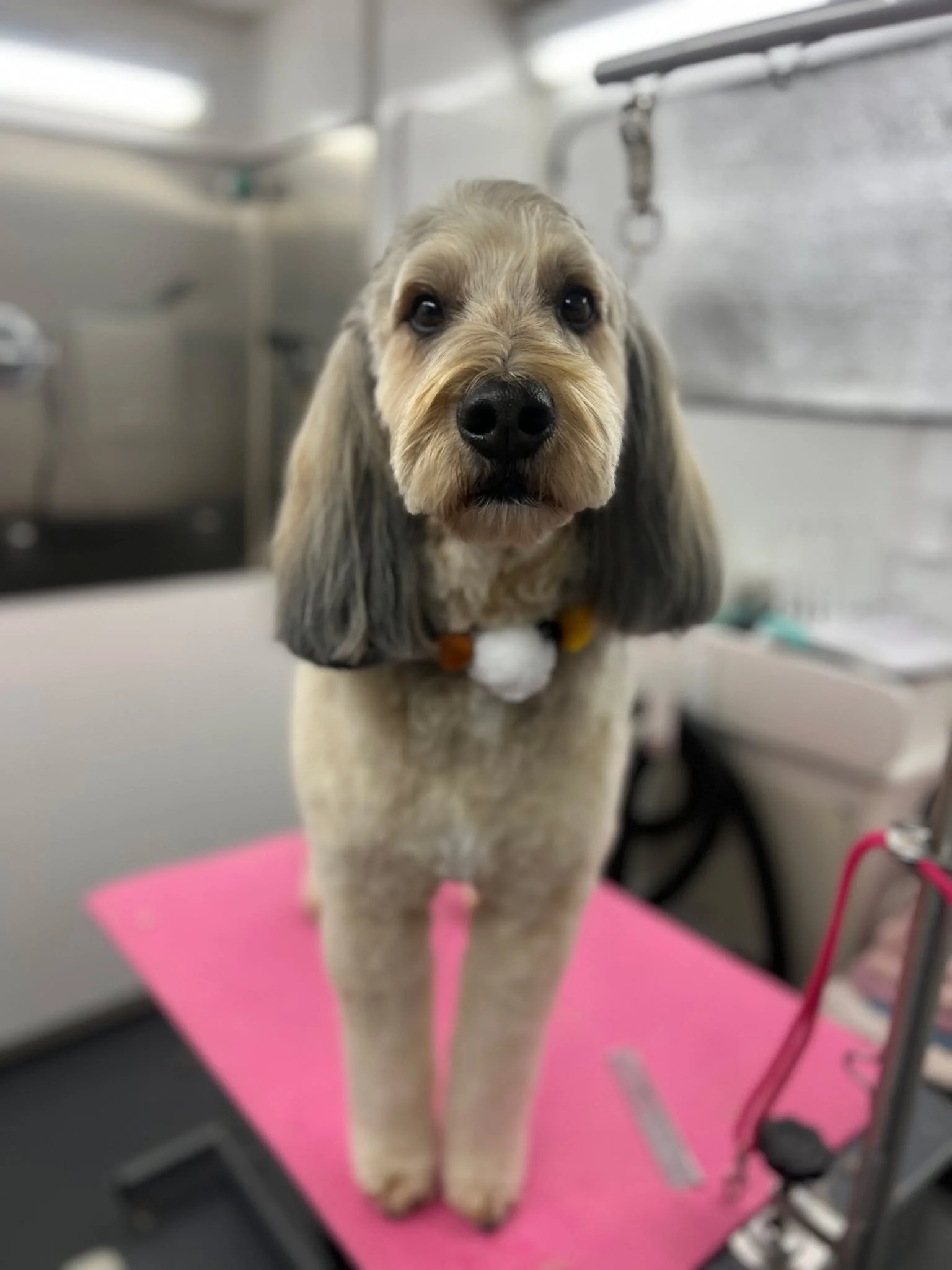 Izzy is such a sweet girl for her grooming appointments. She did so great for her haircut yesterday. 🥰❤️🐾