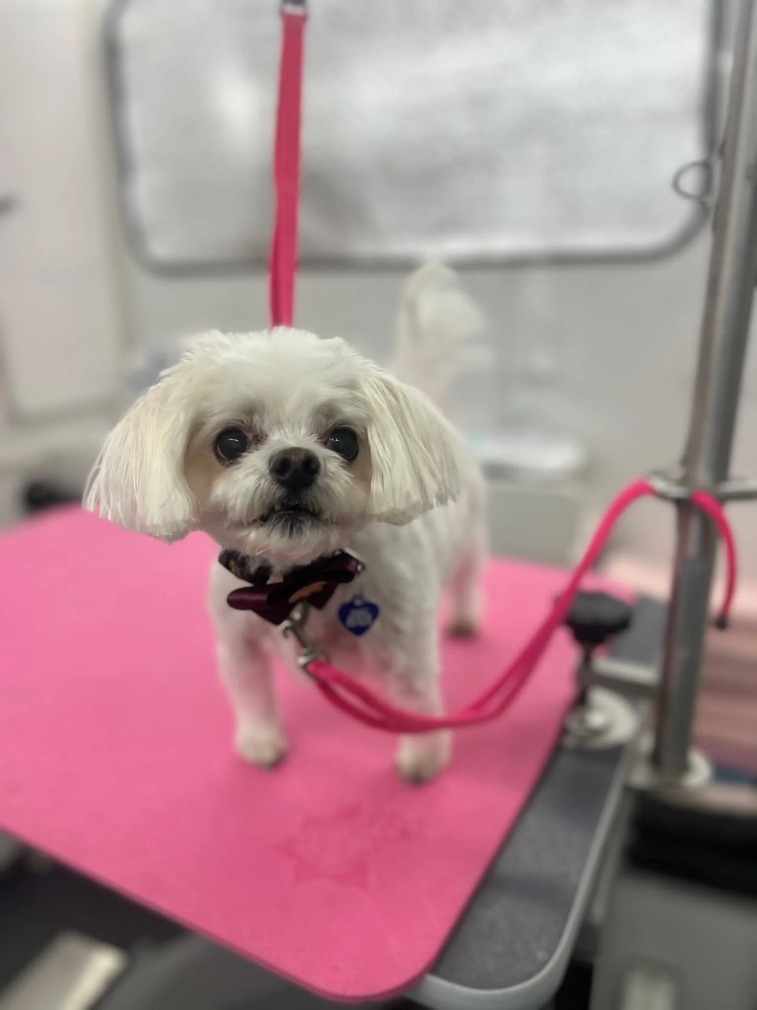 Hadley is such a sweet little girl! She does amazing for her haircuts. 😊🩷🧼