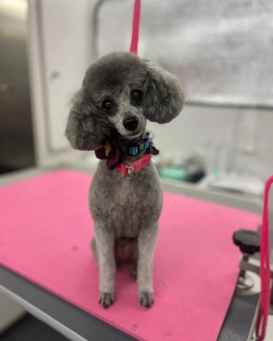 Ellie and Ginger were both perfect little angels for their haircuts this morning!! They are way too cute!! 🐩💘🐾