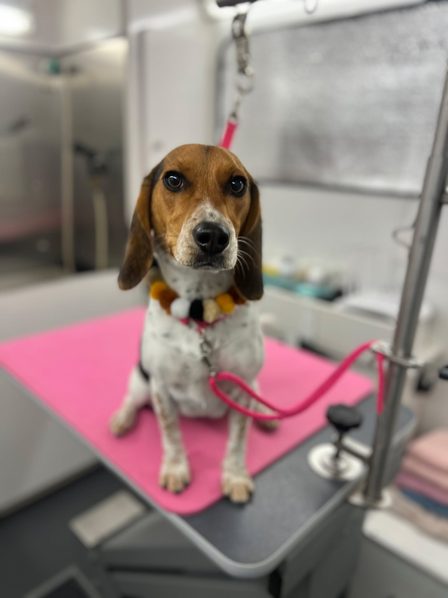 Tina Turner has grown into such a sweet, well-behaved girl! She is always so excited to get pampered! 💗🛁🐾