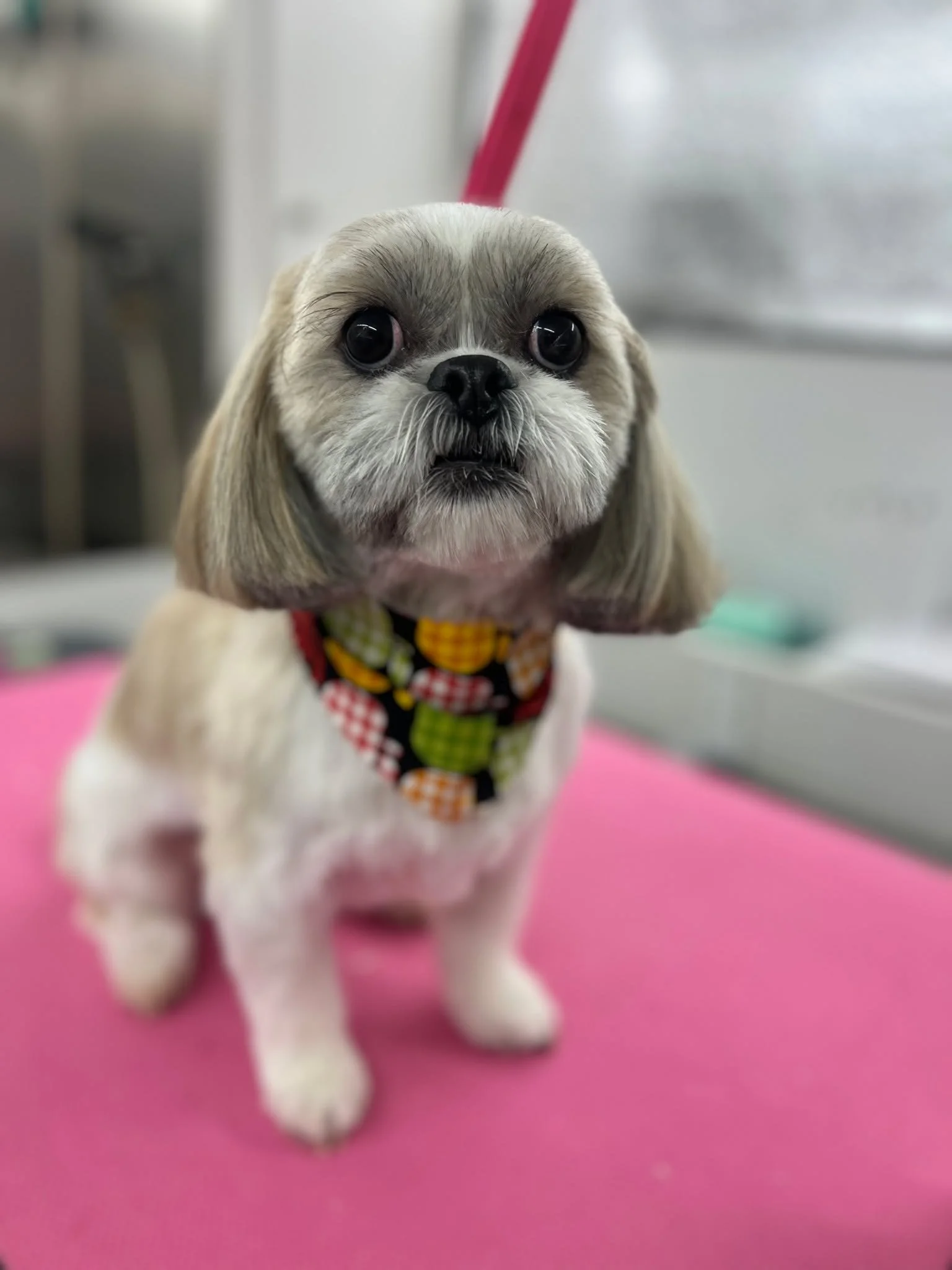 Gracie is such a cutie pie!! I love seeing her sweet face! 🐶💘🐾