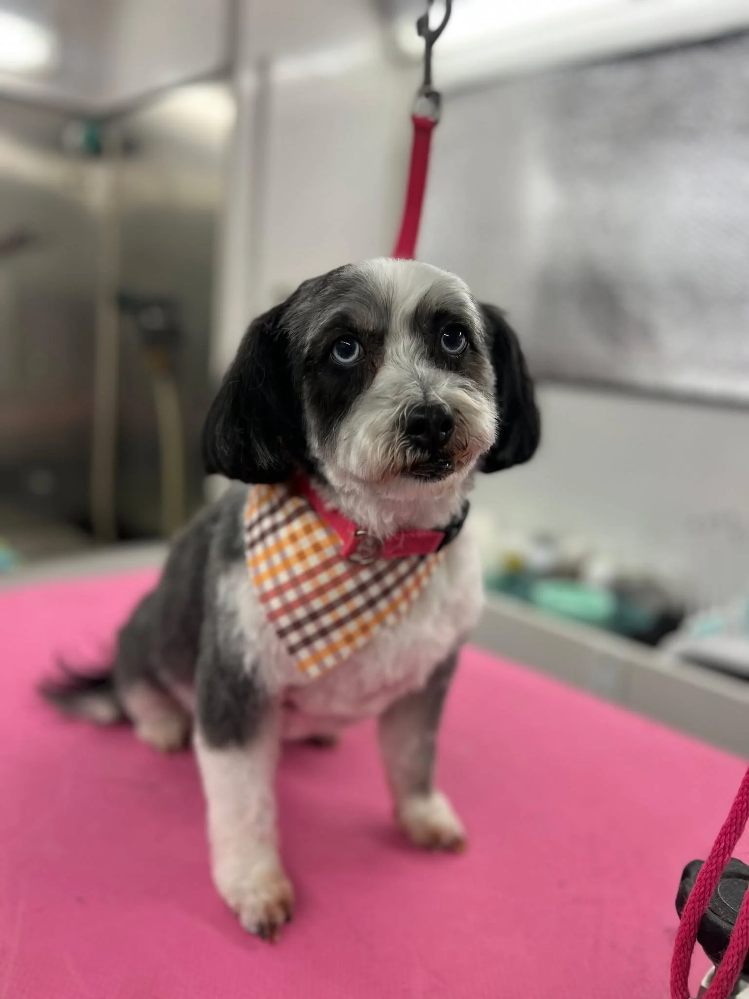Harvey, Fern, and Greenie are such a sweet bunch of pups! I love spending the day with them for their haircuts. 🐶✂️💌